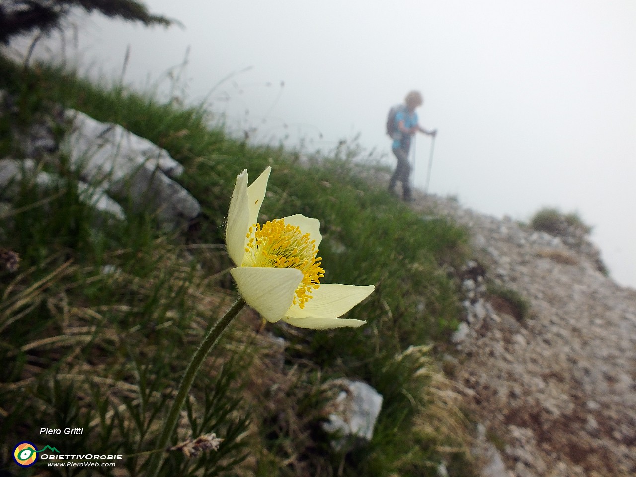 38 Pulsatilla alpina sulfurea.JPG